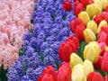 Red and yellow tulips planted in curving rows in a garden.