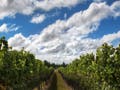 A view between grape vines on a sunny day.