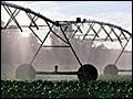 Photograph of irrigation machines being used on a field of cotton.