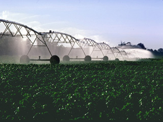 Photograph of irrigation machines being used on a field of cotton.