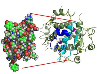 Colorful diagram of the structure of insulin, a globular protein that contains two chains.