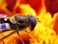Image of a bee.