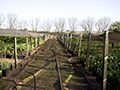 Photo showing a path with irrigation hoses in the middle of a farm in Brazil.