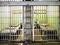 Two small, dingy enclosed areas, each containing a small cot, and an entry way made up of metal bars.