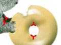 An illustration of a squirrel holding a bagel. The saddle points are highlighted in red.