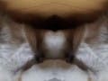 An image of a corgi, reflected upon itself multiple times.