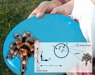 Photo of a tarantula spider on a frisbee.