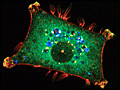 A photograph of a cell, colored by fluorescence.