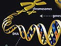 Illustration of how genes instruct the makup of proteins.