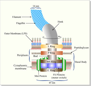 Diagram of the flagellar rotary motor that propels E. coli. 