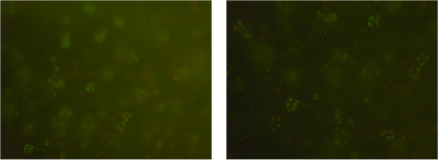 Two photos showing clusters of mostly green and a few red dots.