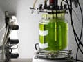A bioreactor on a lab bench growing algae.