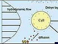 A schematic of a cell subject to and producing various forces: hydrodynamic flow, electroosmosis, diffusion, electrophoresis, and chemical reactions.