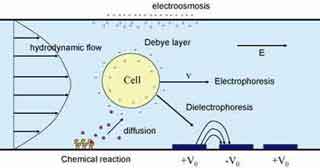 A schematic of a cell subject to and producing various forces: hydrodynamic flow, electroosmosis, diffusion, electrophoresis, and chemical reactions.