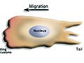 Diagram of cell migration, showing motion of actin away from leading edge.