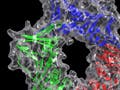 Predicted 3-D structure of the Rad checkpoint complex.