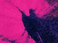 Angel Statue in pink background, Eyewire. Eyewire collection.