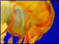 A photo of a bright orange jellyfish.