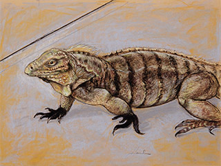 A drawing of a large, scaly creature with webbed feet and hands.