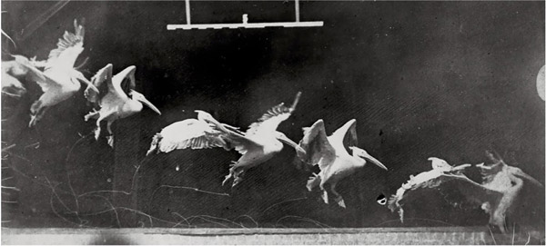 Twelve consecutive images of a pelican landing.