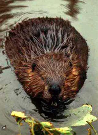 A beaver in a pond, chewing on a submerged leaf.