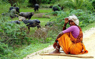 Woman in a purple and orange sari sits, her heard of buffalo grazing in the background.