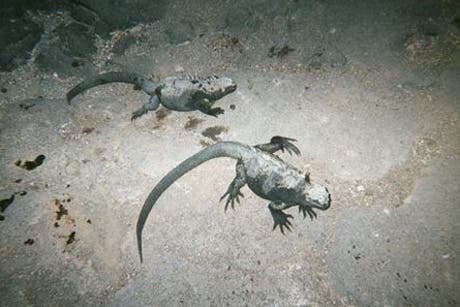Two gray iguanas, covered in sand, walk on a large smooth rock at night.