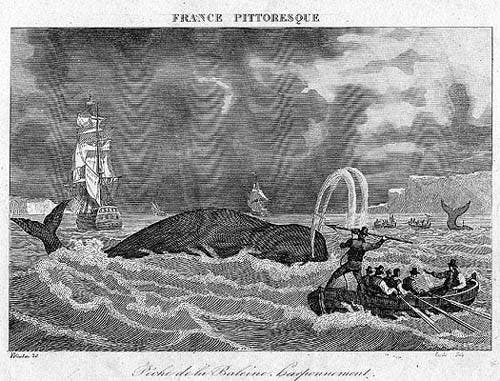 French Harpooners.