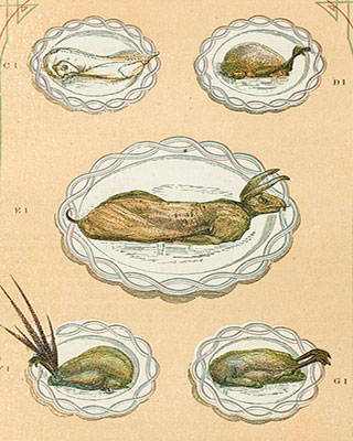 An illustration showing a selection of game dishes on white plates, including: boiled rabbit; partridge; roast hare; pheasant; and wild duck.
