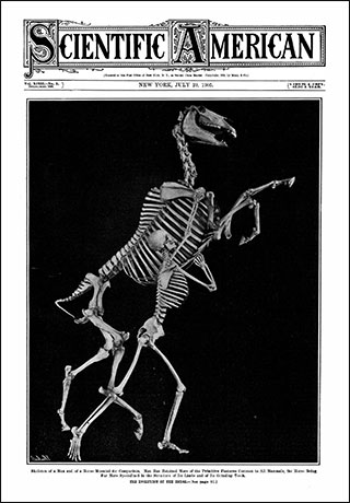 An image of the front cover of a Scientific American issue from 1905; the cover shows a skeleton of a man and of a horse mounted for comparison.
