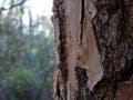 Close-up of tree bark, with the forest in the background.