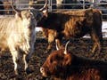 Photo of several Scottish Highland cattle.