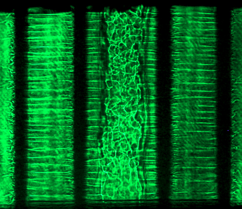 Green laser beams with shadows in 3 full vertical columns and 2 half vertical columns.