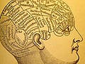 The photo is an illustration of the brain. It shows that certain brain areas have specific functions which in turn control personality traits.