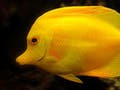 A photo of a yellow tang with text overlaid illustrating the ways the word "fish" can be used.