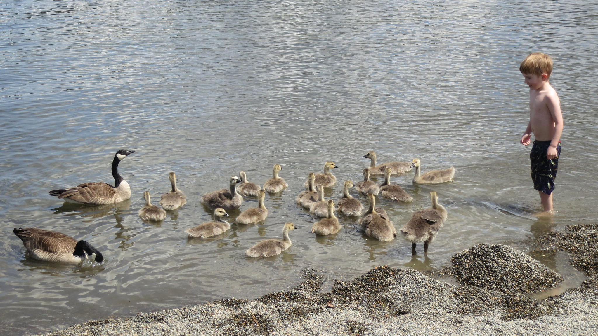 A young boy at a beach, encountering two adult Canada geese and a large number of fluffy goslings.