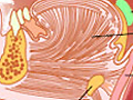 Labeled profile diagram of vocal tract.
