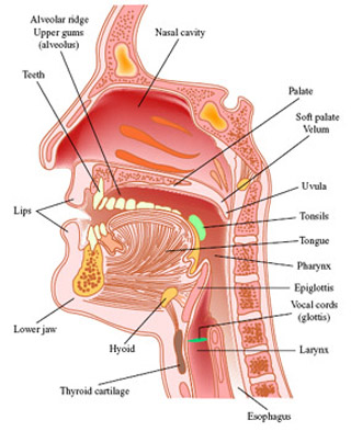 Labeled profile diagram of vocal tract.