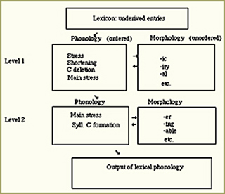 Flowchart of information channeled from lexicon to phonology and morphology.