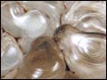 A pearlescent sap-like substance on a rock.