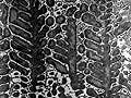 A image of an as-cast, that looks like a snake skin.