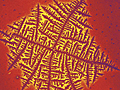 Photo of dizzy dendrite.
