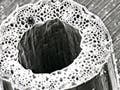 A microscope photograph of a plant stem's cross-section.