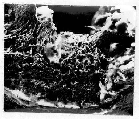 SEM image of the other side of the fracture surface.