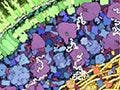 An illustration of a cross-section of a small portion of an E. coli cell, showing the cell wall, the cytoplasmic area packed with ribosomes, tRNA, mRNA, enzymes, and the nucleus filled with DNA.