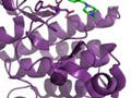 Gleevec molecule inside purple ribbons of enzyme.