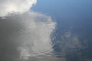 Circular water ripples on a pond produced by drops of rain.