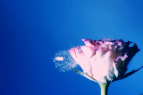 Frozen rose 4 - just as bullet exits (Photoshop-enhanced).