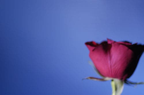 Test shot of frozen rose.