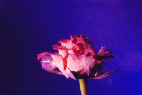 Frozen rose 3 - just as bullet exits (Photoshop-enhanced).